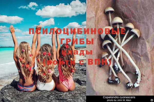 ПСИЛОЦИБИНОВЫЕ ГРИБЫ Елабуга